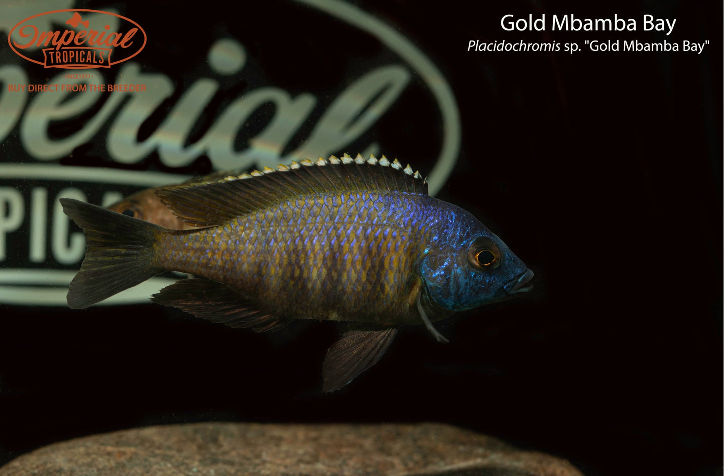 Gold Mbamba Bay