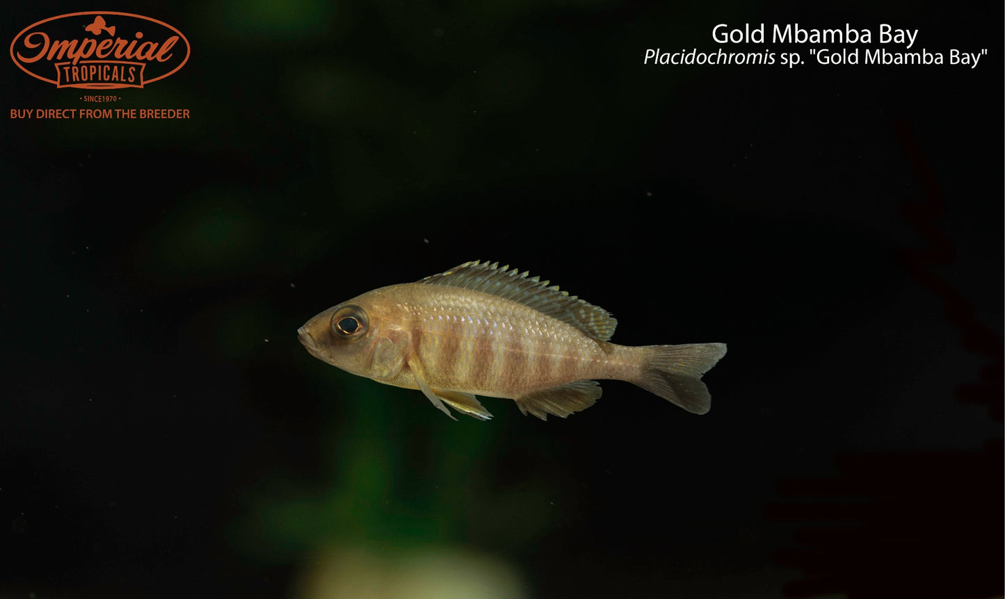 Gold Mbamba Bay