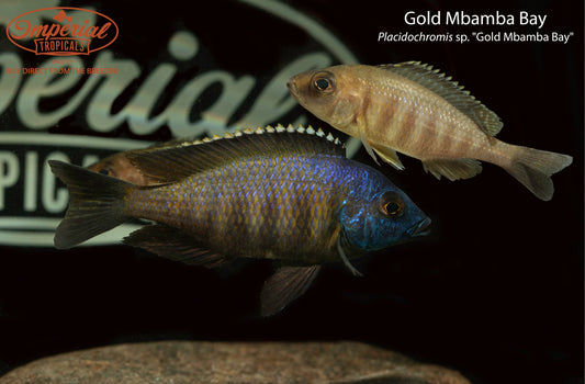Gold Mbamba Bay