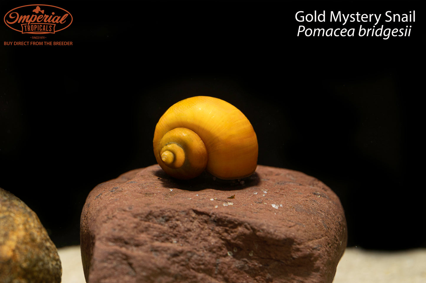 Gold Mystery Snail