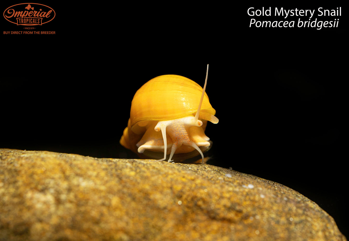 Gold Mystery Snail