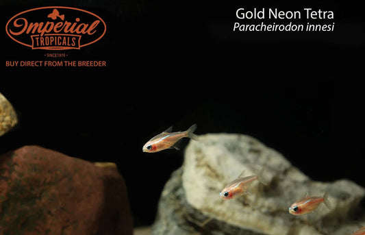 BOGO Gold Neon Tetra