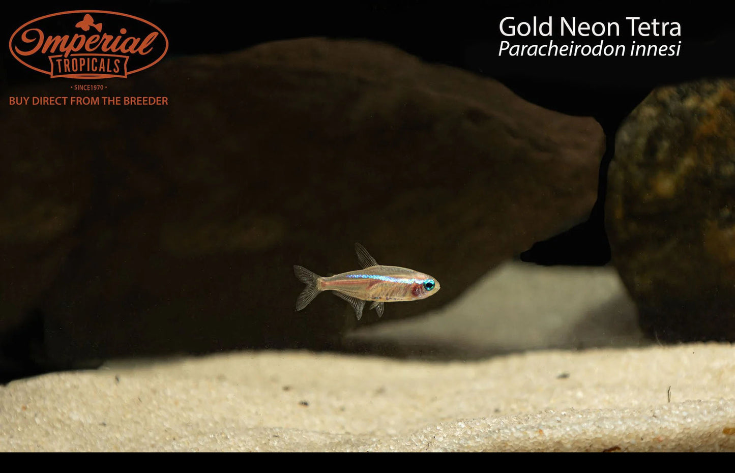 Gold Neon Tetra (Paracheirodon innesi)