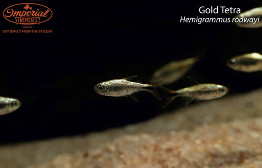 BOGO Gold Tetra