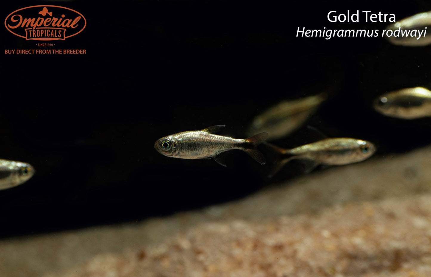 Gold Tetra