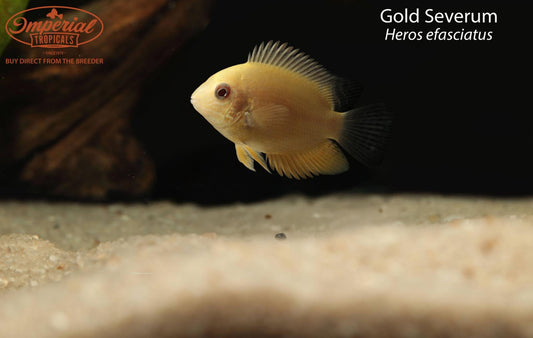 Gold Severum