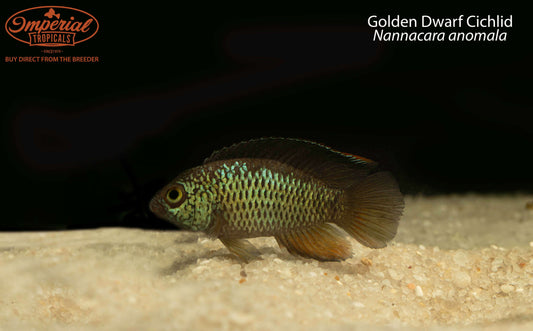 BOGO Golden Dwarf Cichlid