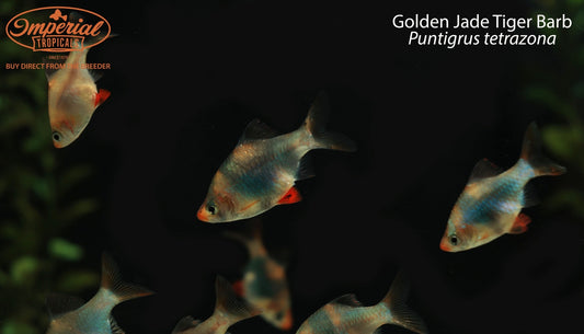 Golden Jade Tiger Barb (Puntigrus tetrazona)