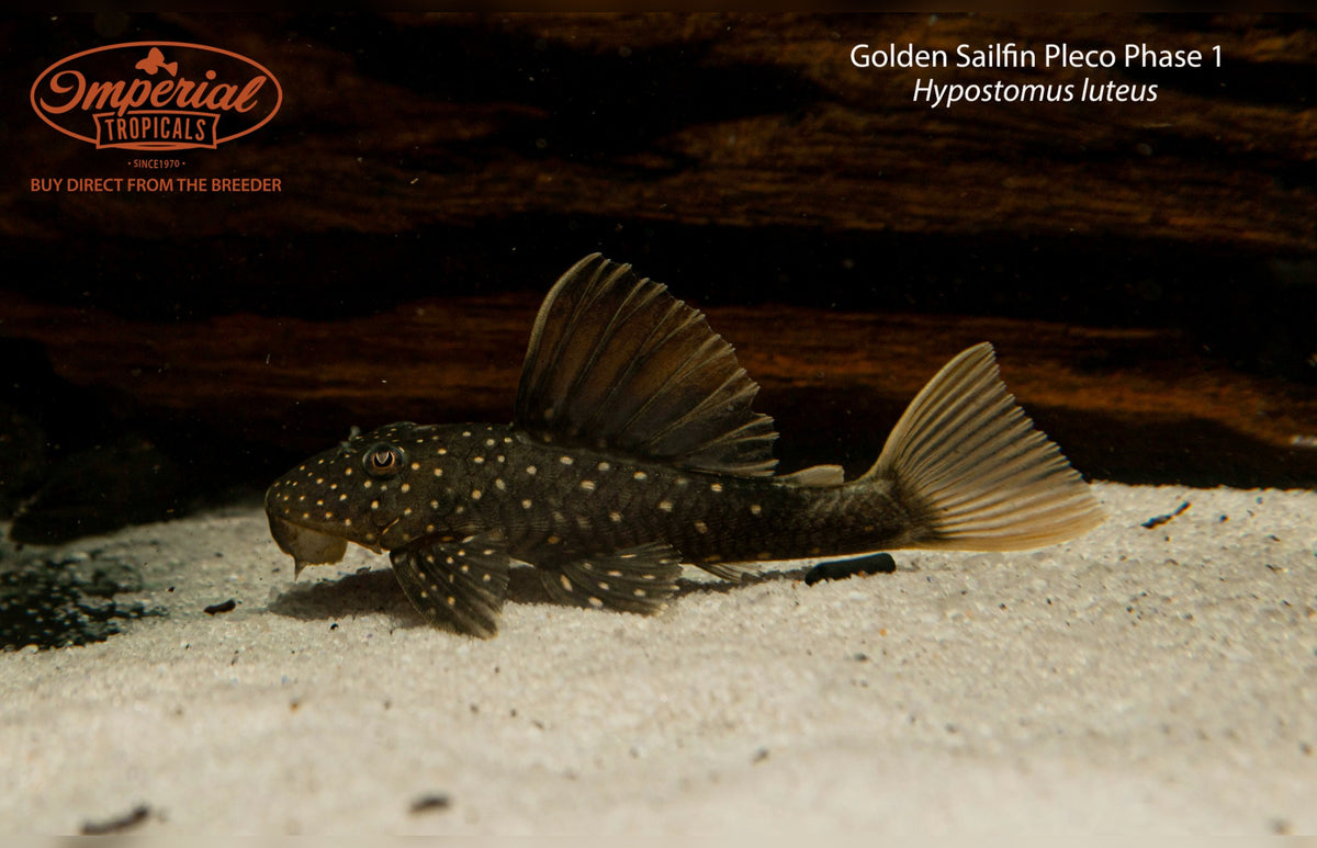 Golden Sailfin Pleco Phase 1 (Hypostomus luteus)