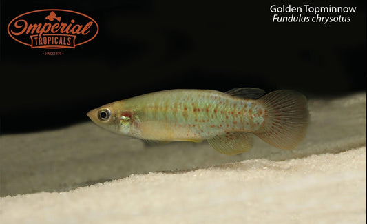 Golden Topminnow