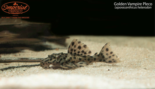 Golden Vampire Pleco