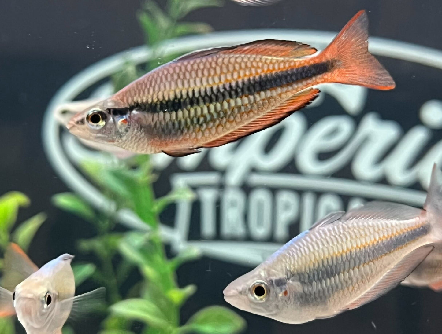 Goyder River Rainbowfish