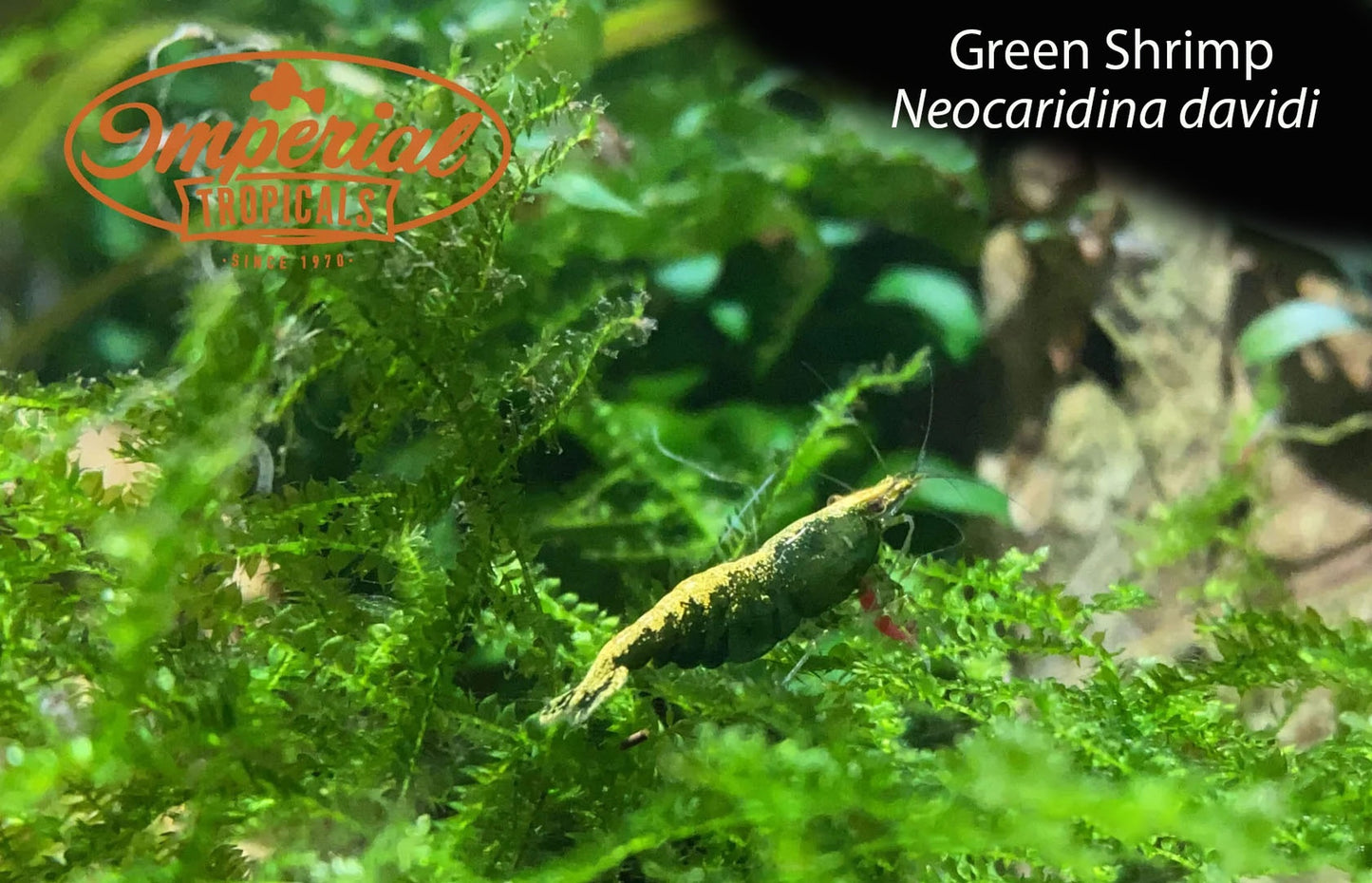 Green Shrimp