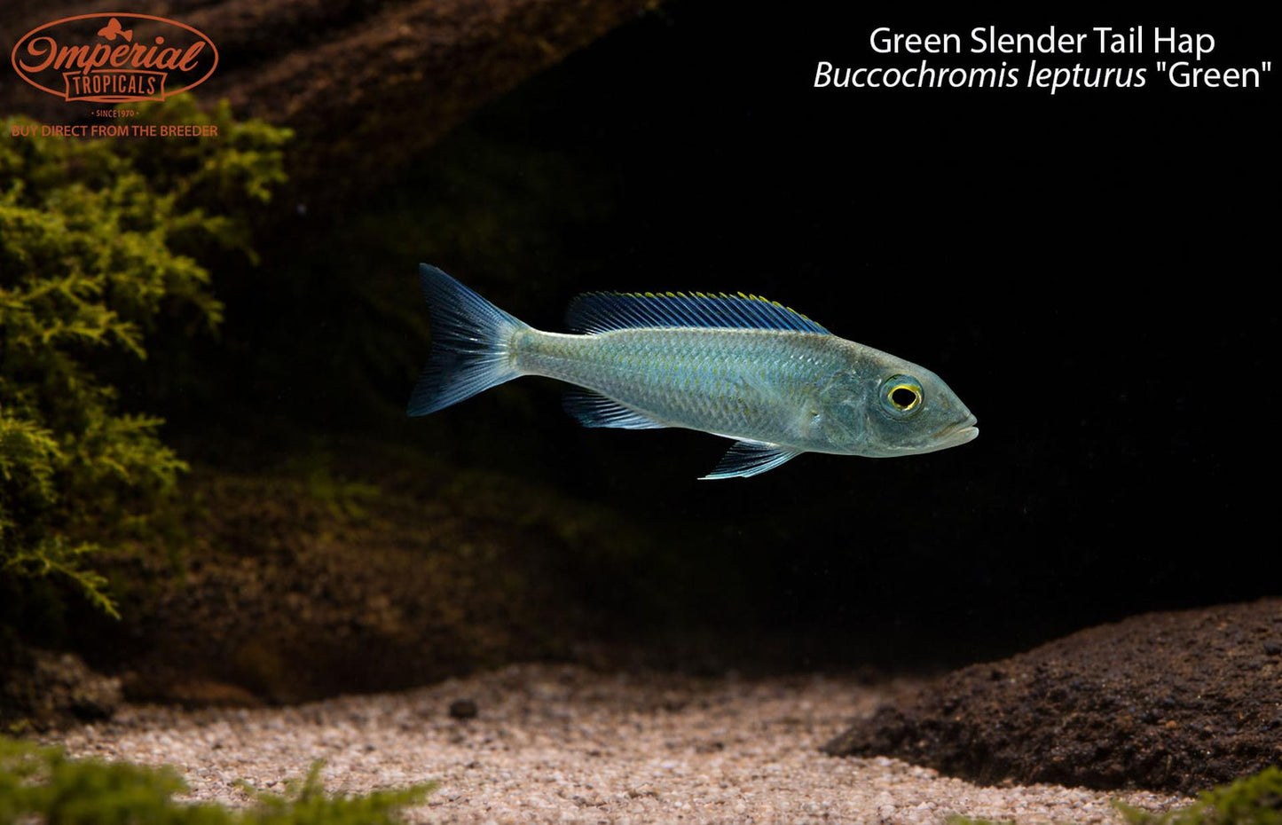 Green Slender Tail Hap (Buccochromis lepturus "Green")