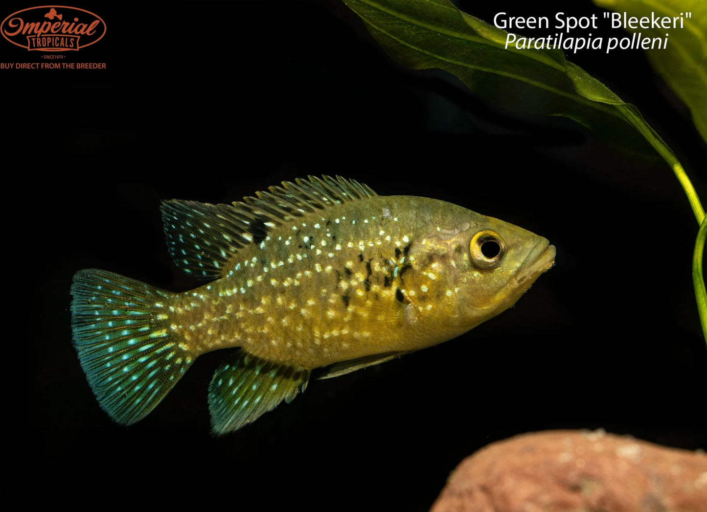 BOGO Green Spot "Bleekeri"