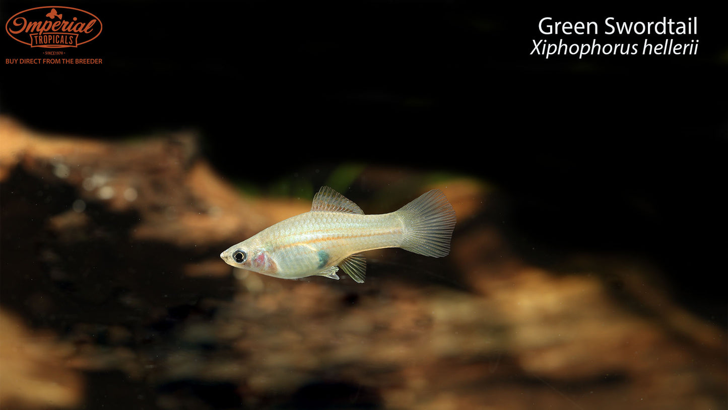 Green Swordtail