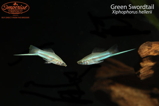 Green Swordtail