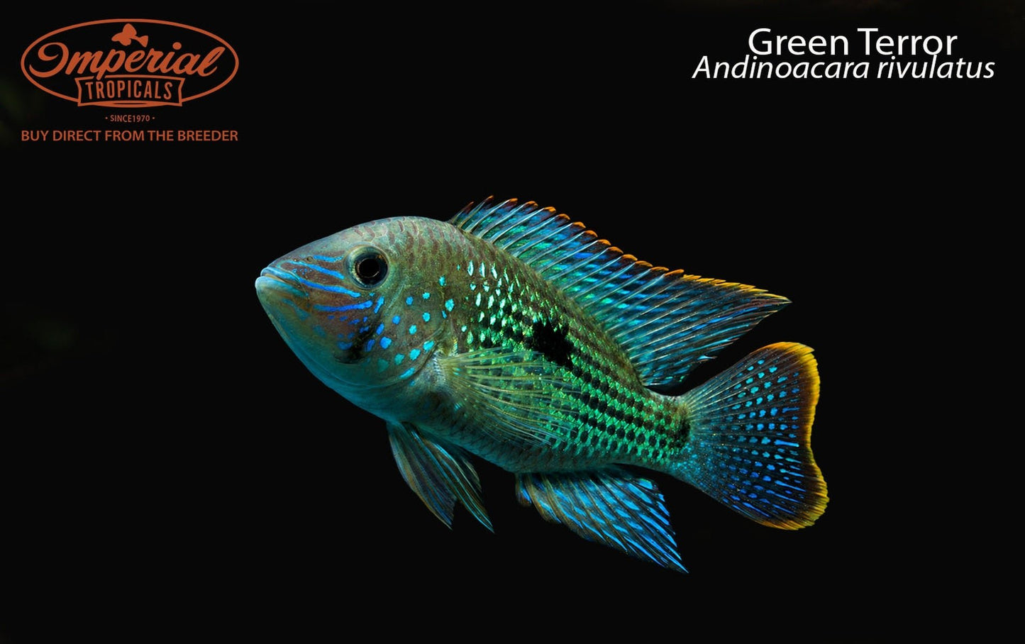 Green Terror