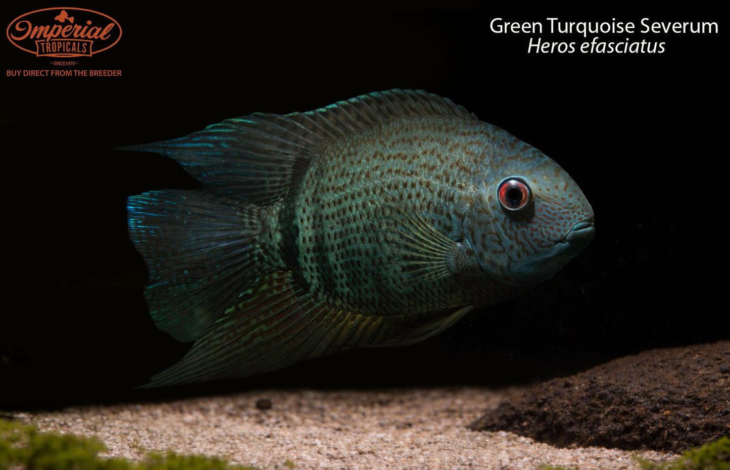 Green Turquoise Severum
