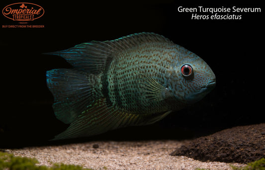 BOGO Green Turquoise Severum