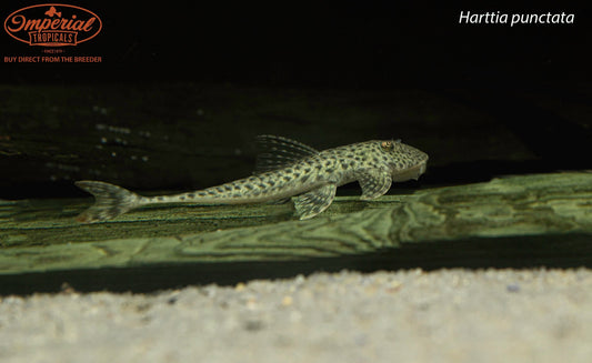 Harttia punctata