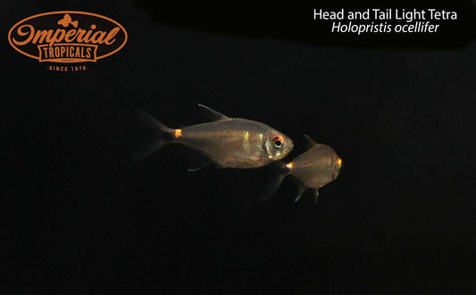 Head and Tail Light Tetra