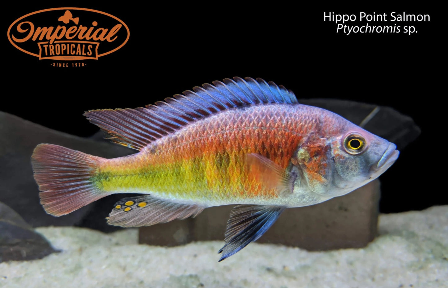 Hippo Point Salmon