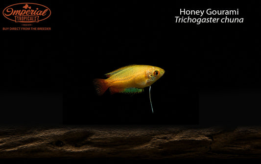 Honey Gourami
