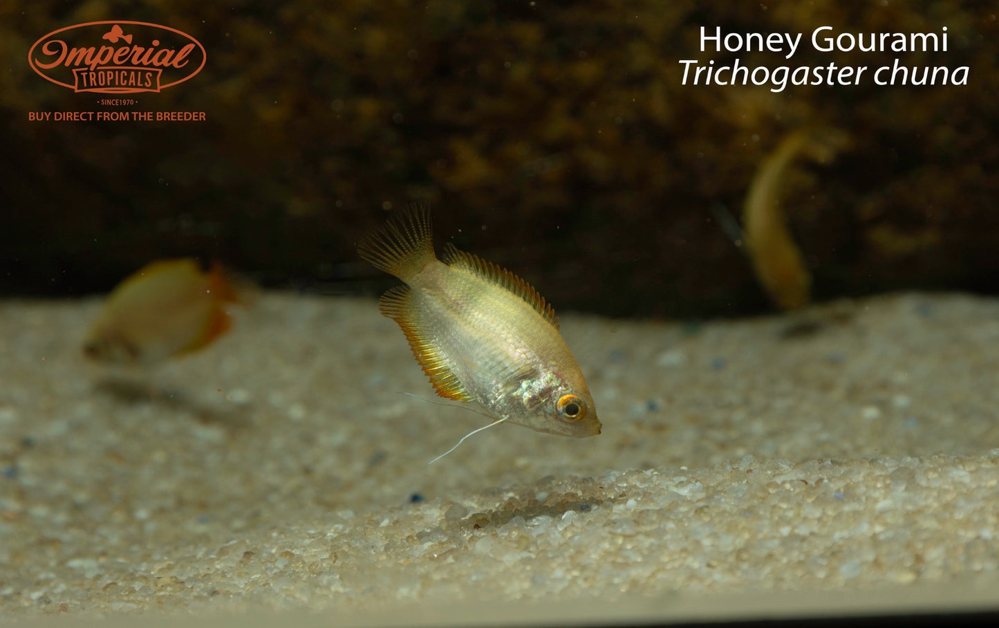 Honey Gourami