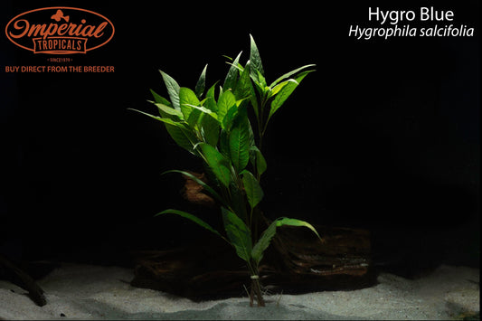 Hygro Blue