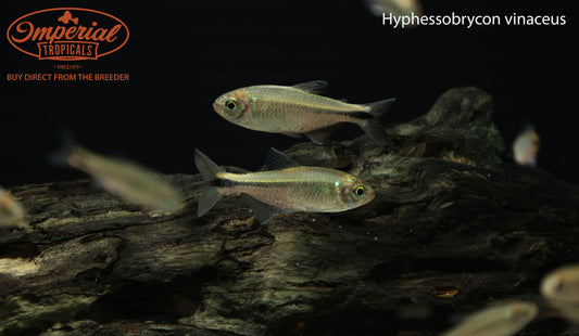 Hyphessobrycon vinaceus