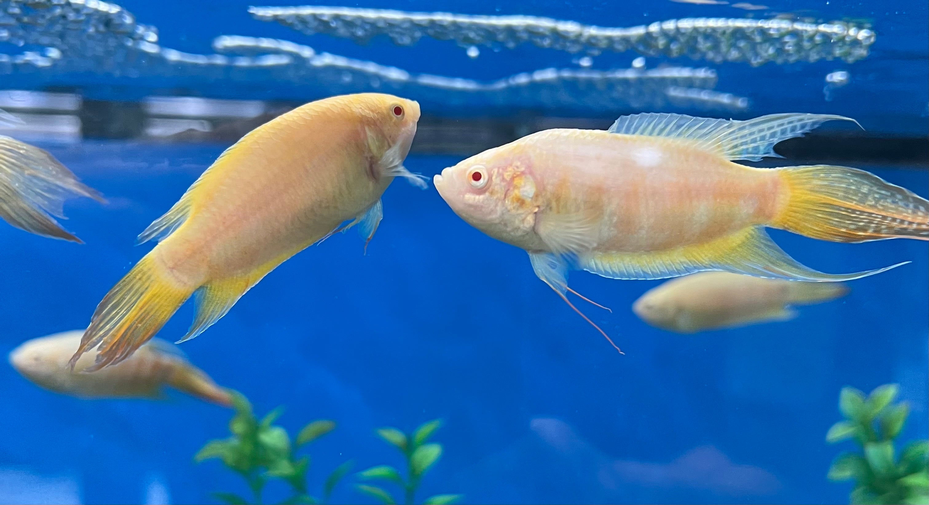 Labyrinth Fish Imperial Tropicals labyrinth-fish-imperial-tropicals