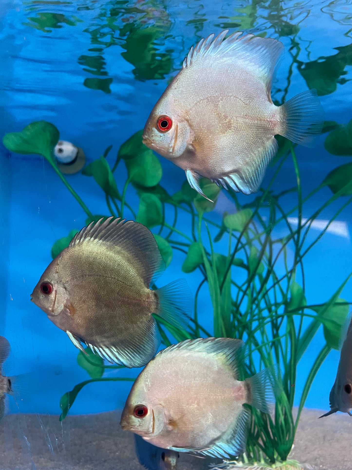 Blue Diamond Discus