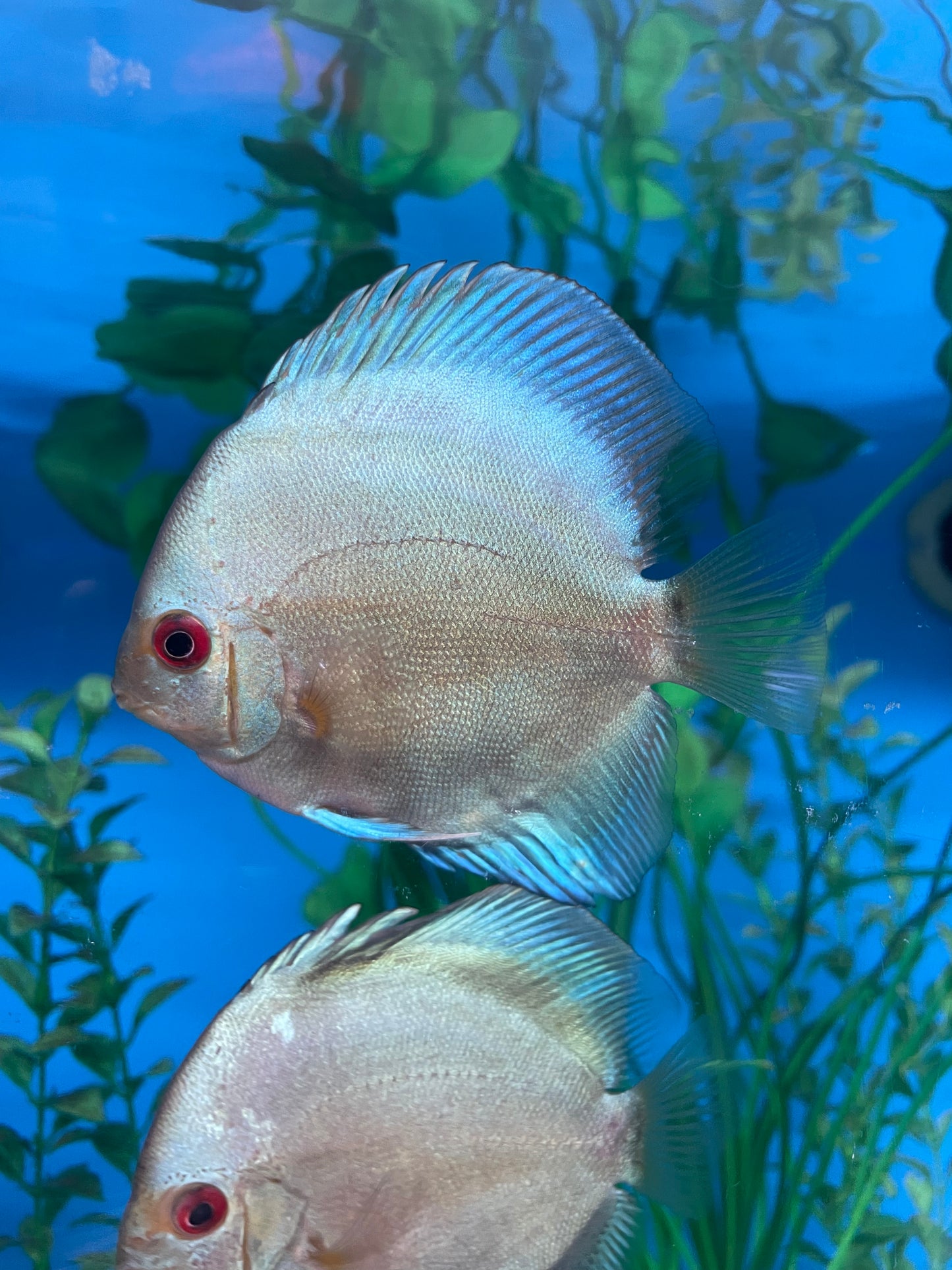 Blue Diamond Discus