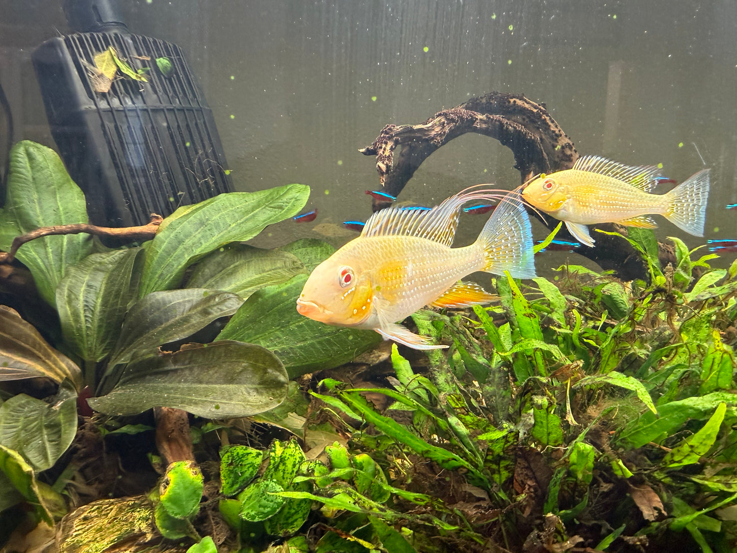 Albino Threadfin Acara (Acarichthys heckelii)
