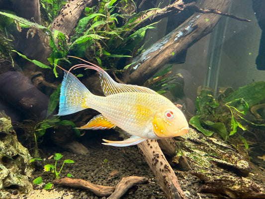 Albino Threadfin Acara (Acarichthys heckelii)