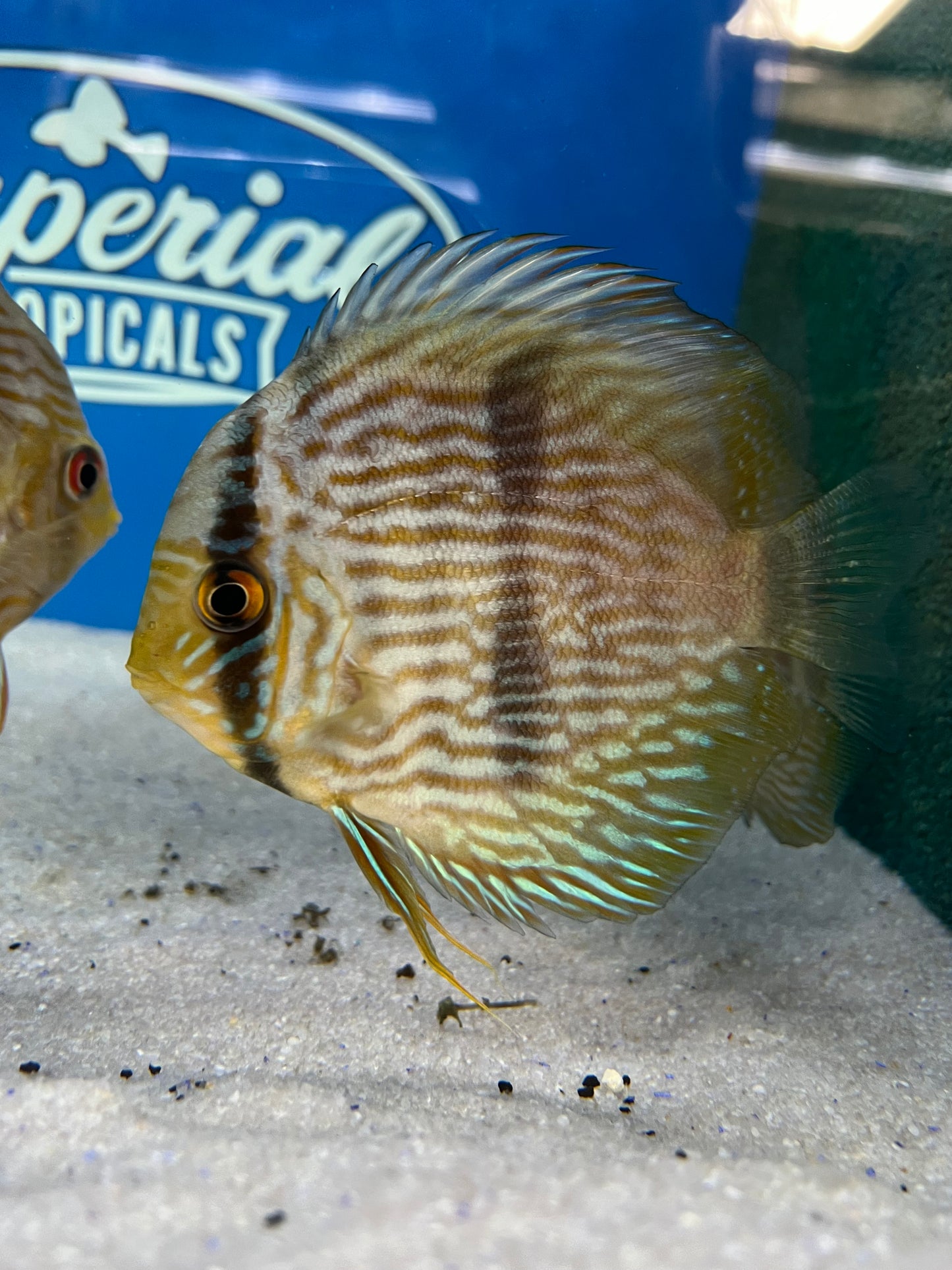 Heckel Discus