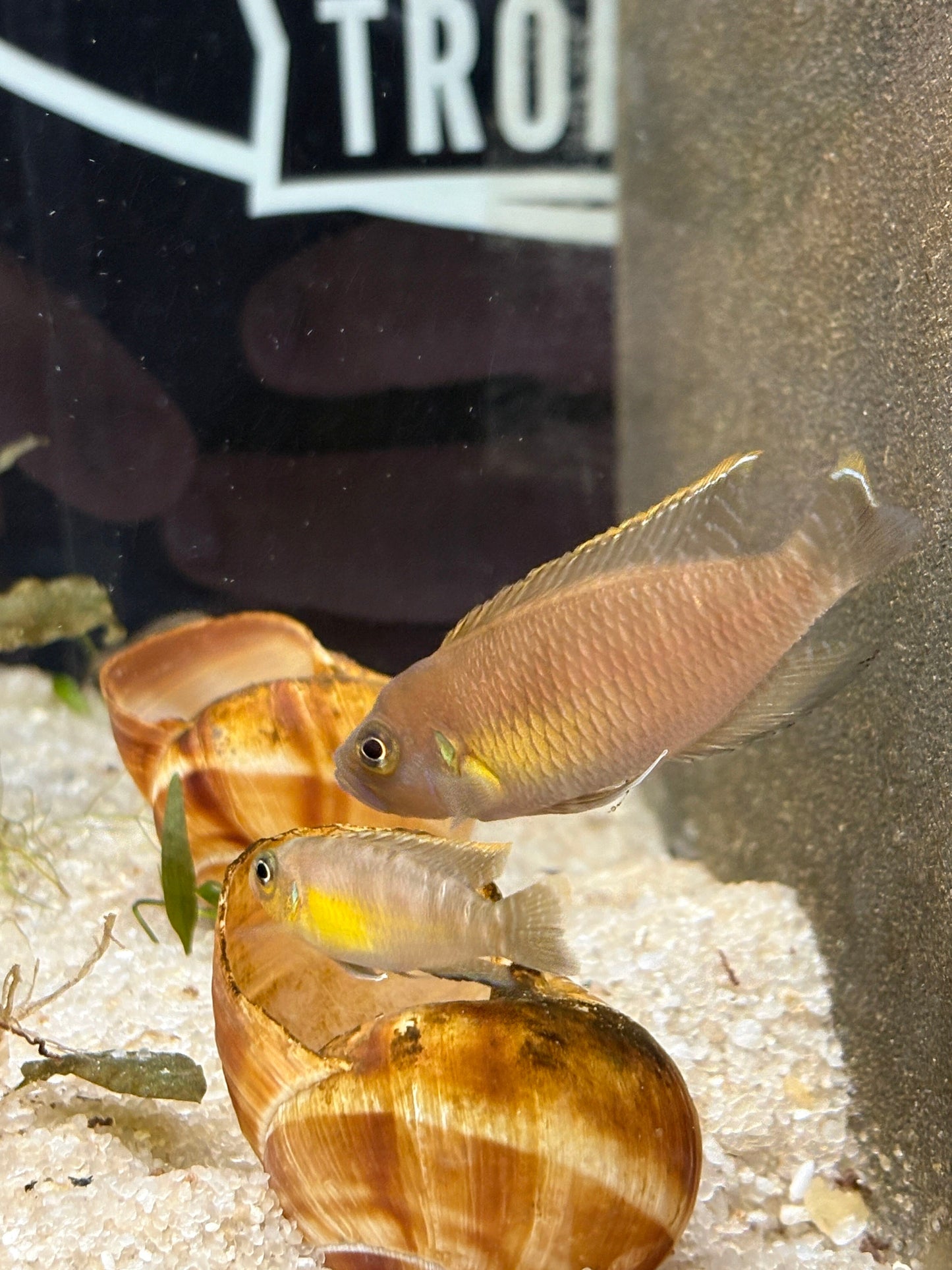 Neolamprologus brevis "Ikola Sunspot"