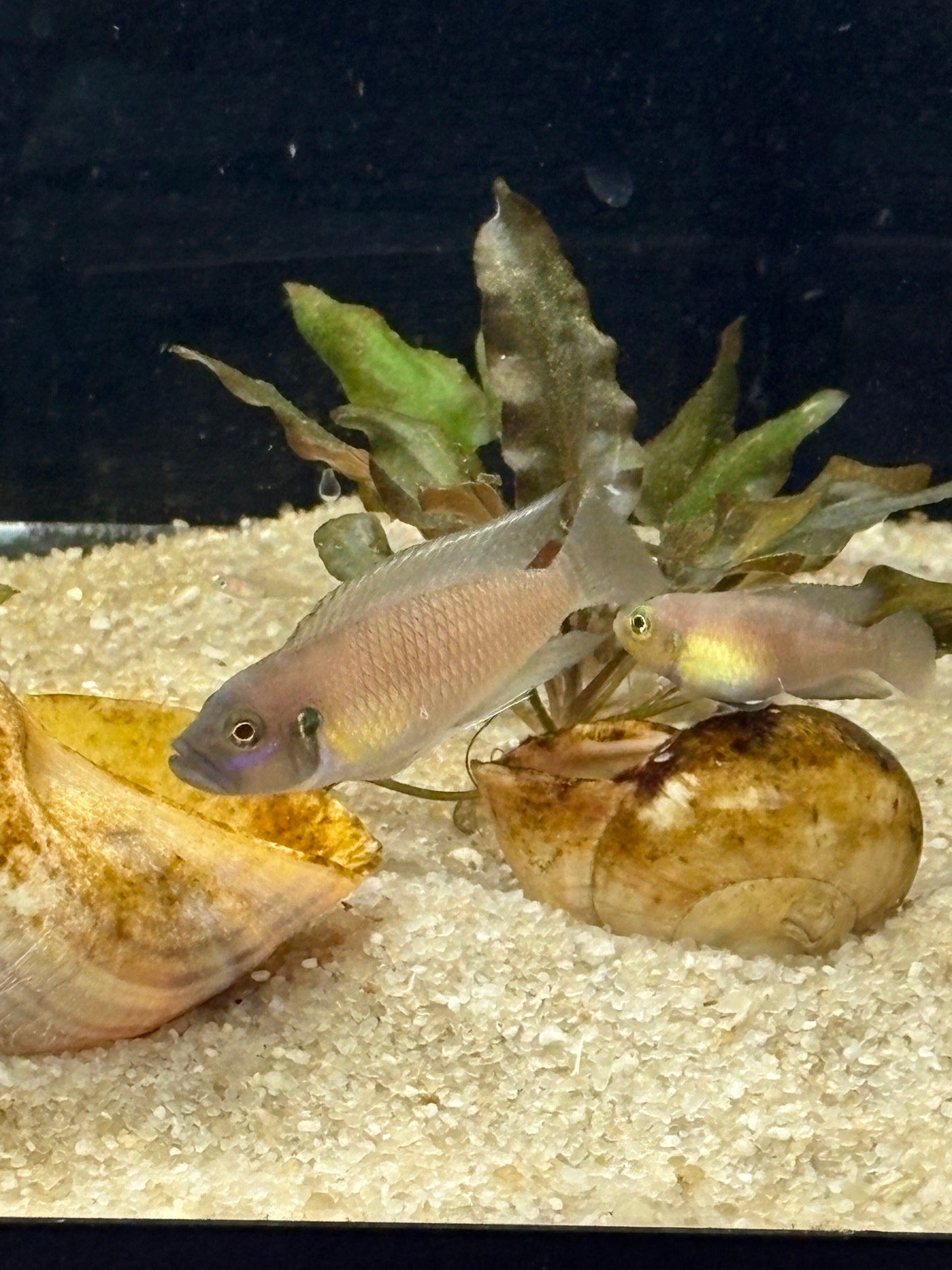 Neolamprologus brevis "Ikola Sunspot"
