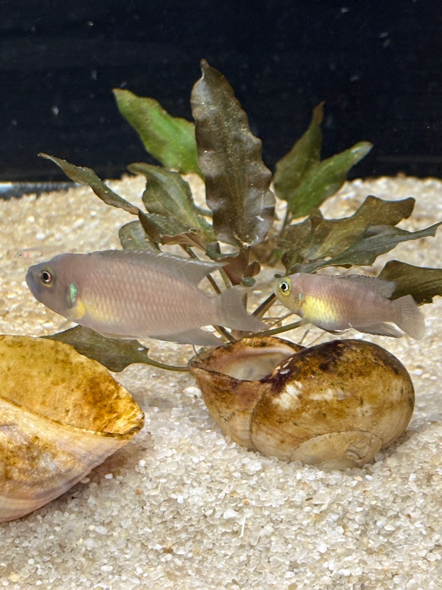 Neolamprologus brevis "Ikola Sunspot"