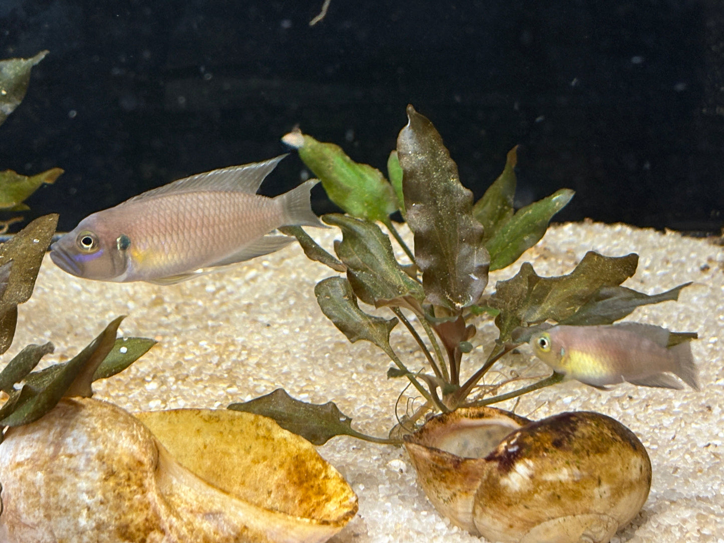 Neolamprologus brevis "Ikola Sunspot"
