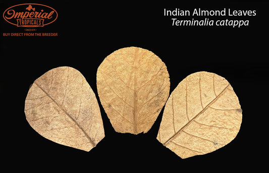 BOGO Indian Almond Leaves