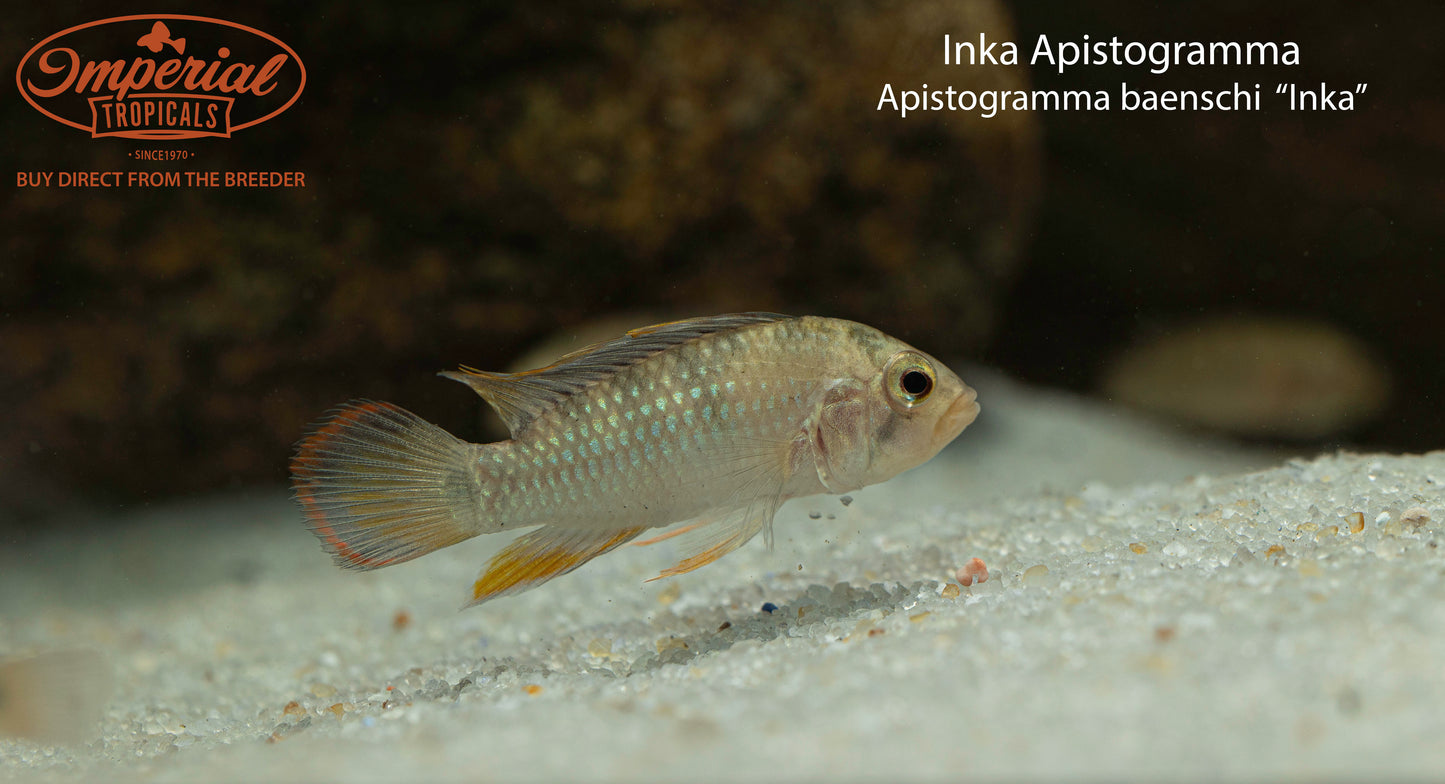 Inka Apistogramma