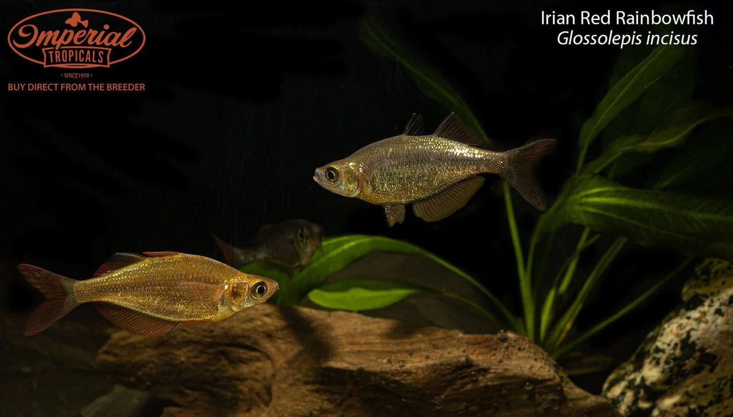 Irian Red Rainbowfish