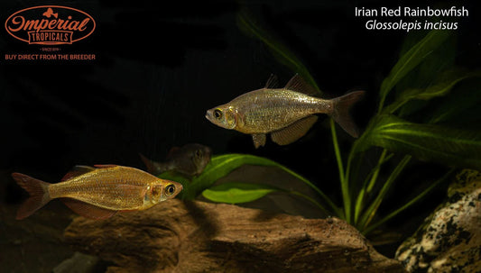 Irian Red Rainbowfish