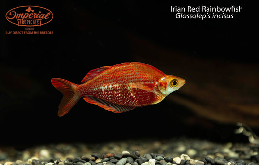 Irian Red Rainbowfish