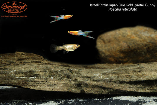 Israeli Strain Japan Blue Gold Lyretail Guppy