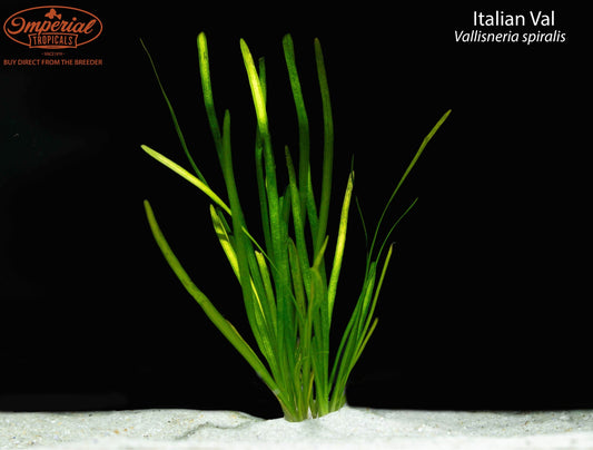 Vallisneria spiralis (Italian Val)