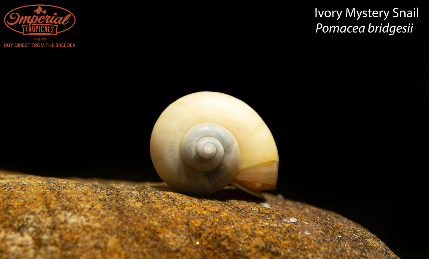 Ivory Mystery Snail