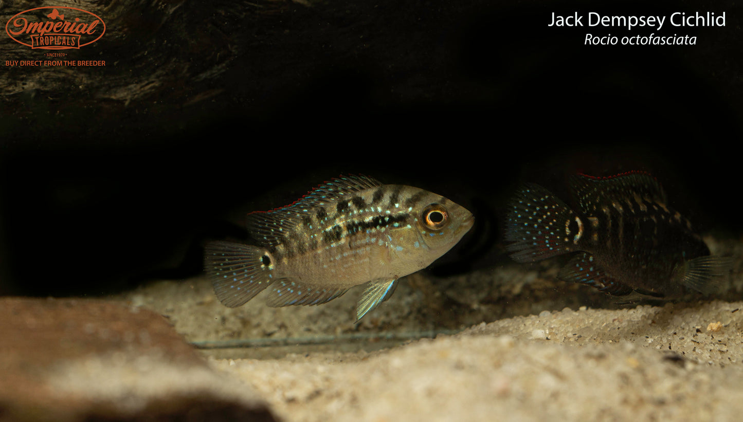 Jack Dempsey Cichlid